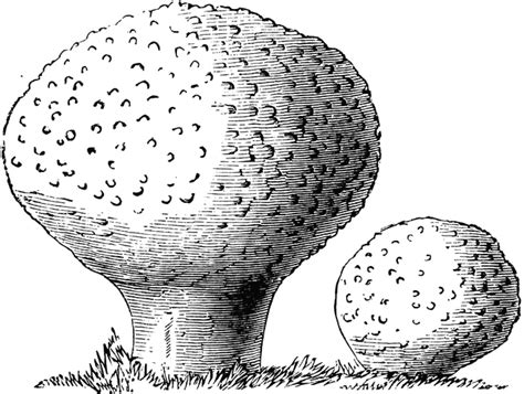 Lycoperdon Gemmatum Clipart Etc