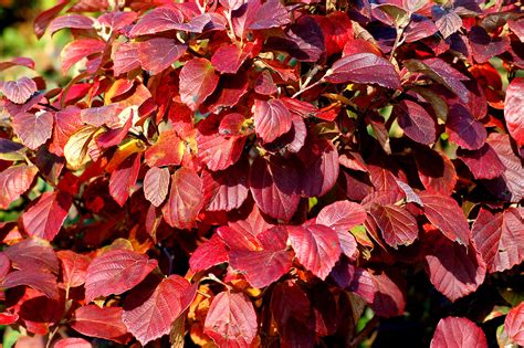 12 Seasonal Bush and Shrub Species With Red Leaves