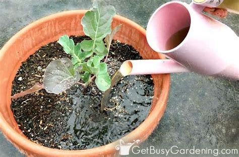 How To Fertilize Outdoor Potted Plants Containers Get Busy Gardening