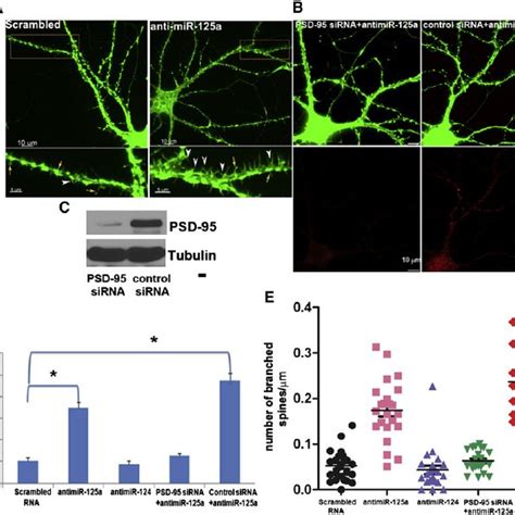 Fmrp Phosphorylation Inhibits Psd 95 Mrna Translation Through Mir 125a Download Scientific