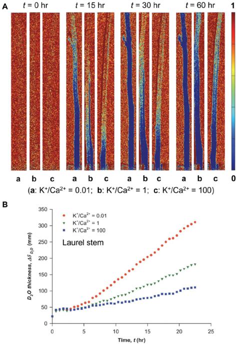 Neutron imaging of ionic solution uptake with different K + /Ca 2 ... 
