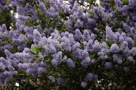 Victoria California Lilac (Ceanothus thyrsiflorus 'Victoria') in ...