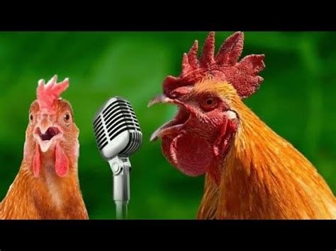 J Geco Chicken Song And Video 2024 YouTube