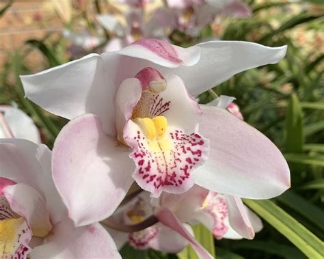 Plant Cymbidium Hybrids Gardensonline