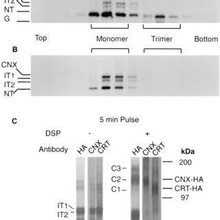 Calnexin and calreticulin form cross-linkable complexes with folding ... 