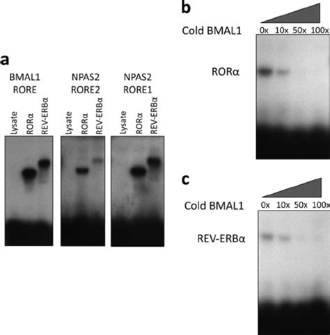 Rev Erb Regulates Npas Mrna Expression A Infection Of Hepg Cells