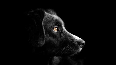 Black dog Wallpaper 4K, Cute puppies, Black background