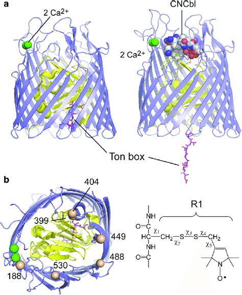 A High Resolution Crystal Structure Of Btub In The Ca 2þbound Form