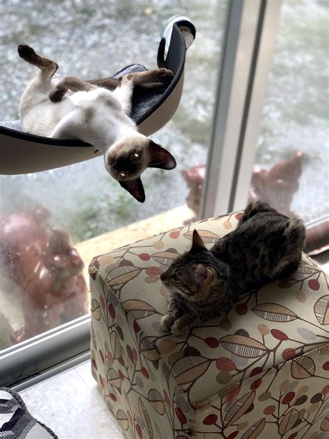 Waking up and wondering why my back hurts... : r/WhatsWrongWithYourCat