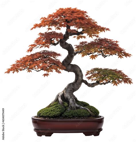 Japanese maple tree bonsai. Bonsai uses cultivation techniques to ...