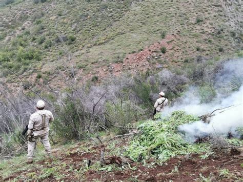 La Jornada Hallan Plant O De Amapola En Ensenada Baja California