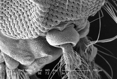 300 Microscopic Insects Free Images