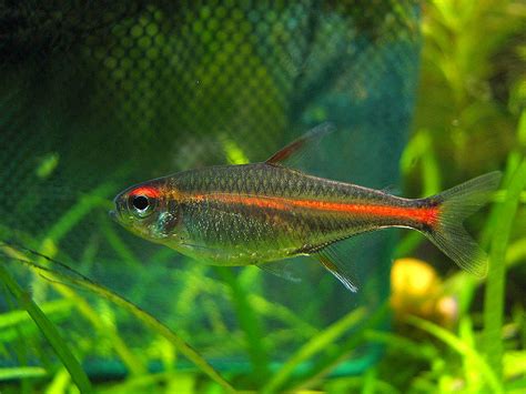 Tetra