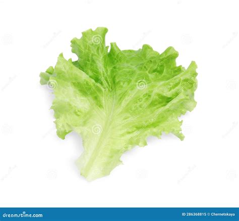 Fresh Green Lettuce Leaf Isolated On White Stock Image Image Of