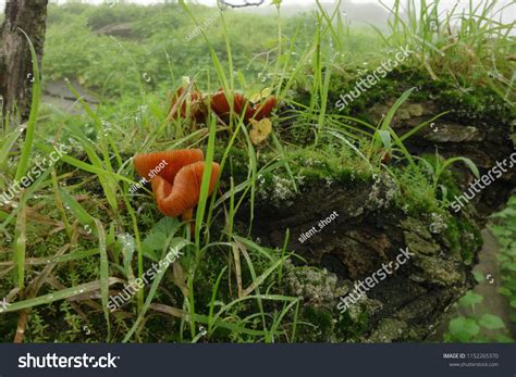 Hongos Alucinógenos 1 Images Photos Et Images Vectorielles De Stock Shutterstock