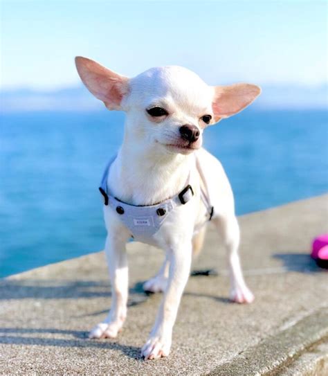 White Chihuahua: The Quintessential Supreme Toy Dog