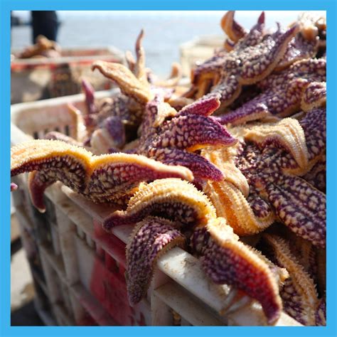 Northern Pacific Seastar – Tauranga Moana Biosecurity Capital Incorporated