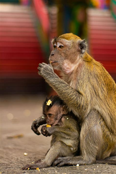 Baby Monkey hugging its Mother · Free Stock Photo