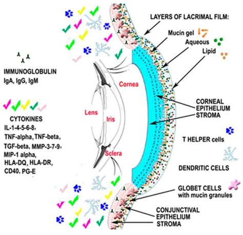 Ijms Free Full Text Analysis Of The Pathogenic Factors And Management Of Dry Eye In Ocular