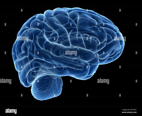 Esquema De La Anatomia Del Cerebro Stock De Ilustracion Imagen 65828119