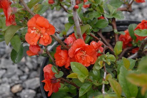 Chaenomeles Speciosa Common Flowering Quince Flowering Quince