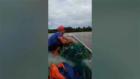 Cara Menjaring Ikan Terusan Di Sarawak Youtube