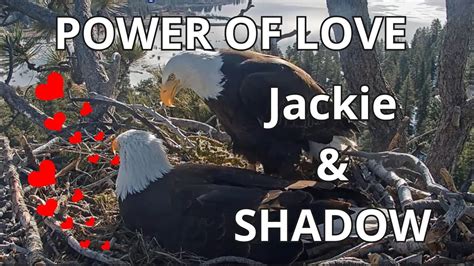 Strong Love Of Jackie And Shadow Despite All Difficulties American