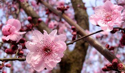 Prunus X Blireana Flowering Plum Double Pink Plum Purple Leafed Plum