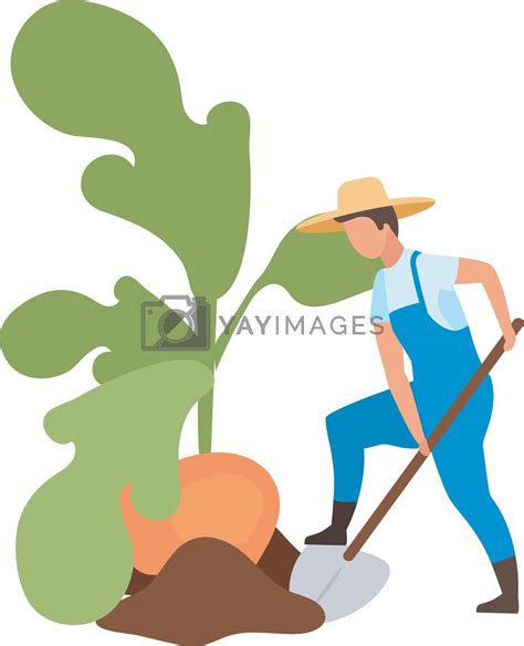 Autumn Harvest Flat Vector Illustration Farmer Harvesting Big Turnip