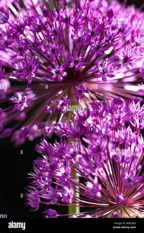 Allium Aflatunense Purple Sensation Flowering Hi Res Stock Photography