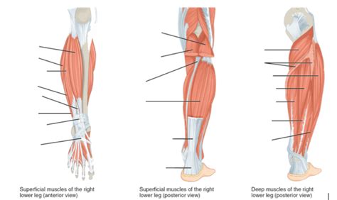 Muscles Of The Lower Leg Diagram Quizlet