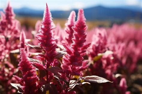 Premium AI Image Vivid Flora Pigweed RedRoot Amaranth Flower