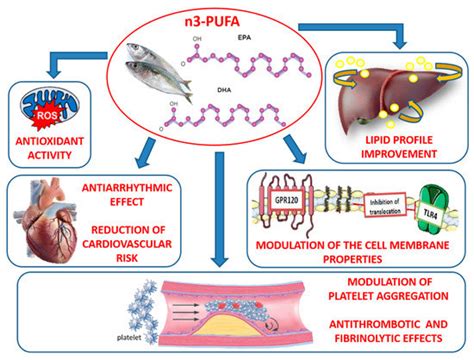 Biomedicines Free Full Text The Anti Inflammatory And Antioxidant