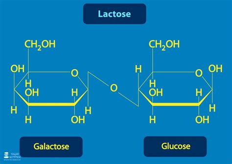 lactose yogurt  nutrition