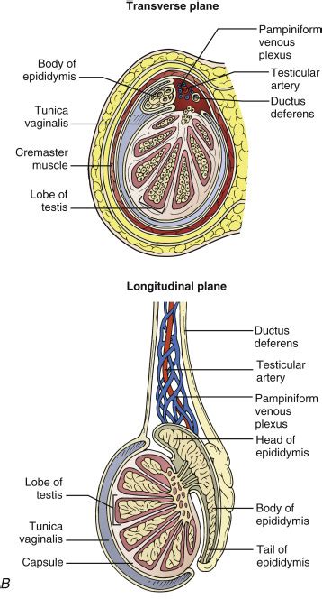 The Mediastinum Of Testis Ultrasound