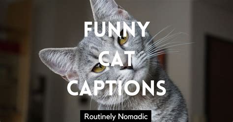 145 Purr-fectly Funny Cat Captions | Routinely Nomadic