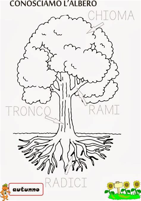 Risultati Immagini Per Le Parti Del Albero Infanzia Scuola Scienza