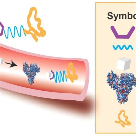 Schematic Representation Of Glucose Responsive Insulin Through Mannose