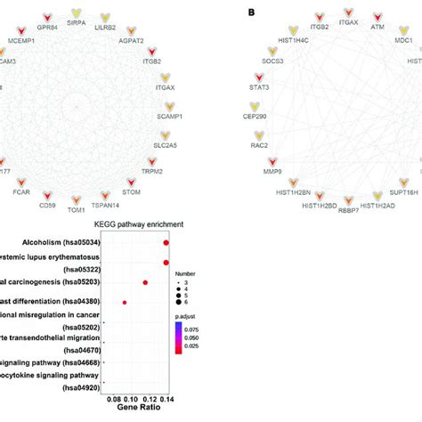 Identification Of Hub Genes Cytohubba In Cytoscape V372 Was Used Download Scientific