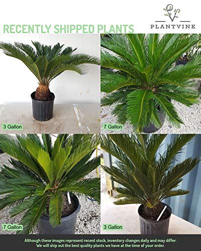 Cycas Revoluta King Sago Palm Cycad 3 Gallon Live Plant