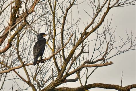 Burung Dandang Ilmu Foto Gratis Di Pixabay Pixabay