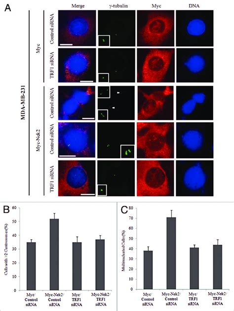 A C Trf Knockdown Induces Abnormal Centrosome Amplification And