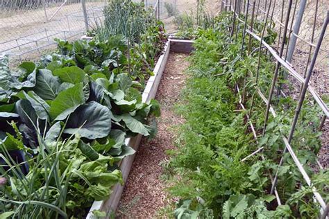 Your Ultimate Guide To Square Foot Gardening Gardeners Path