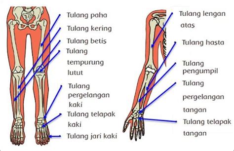 Struktur Dan Fungsi Tulang Tempurung Lutut Manusia Serba Serbi