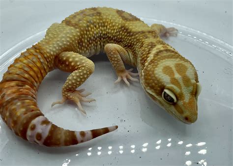 Leopard Gecko Albino Morphs