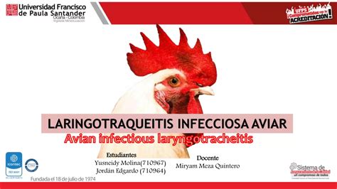 Laringotraqueitis Infecciosa Aviar Pptx