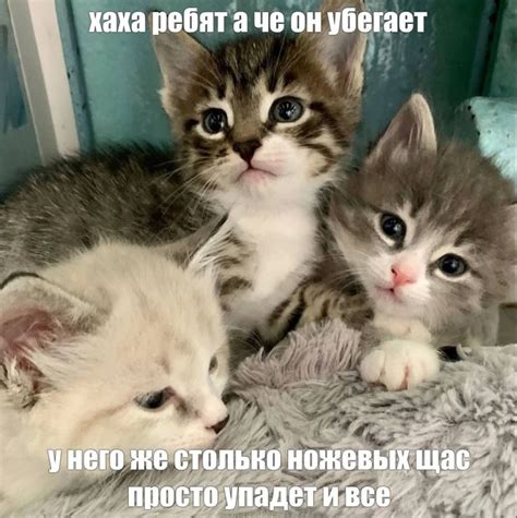 Пин на доске memes | Милые котики, Милые детеныши животных, Котята