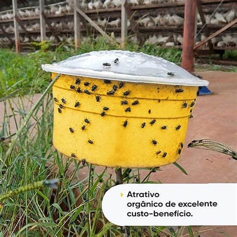 A Melhor Armadilha Para Moscas - Armadilha Para Pegar Moscas - RETOEDU