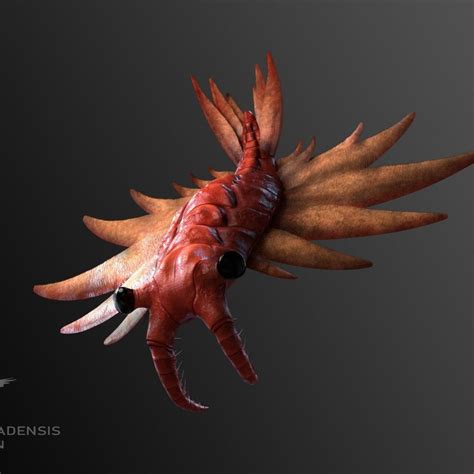 Anomalocaris Canadensis - The Anomalocaris | CGTrader