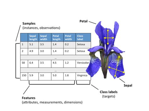 Machine Learning Iris Classification Jebaseelan Ravi Medium